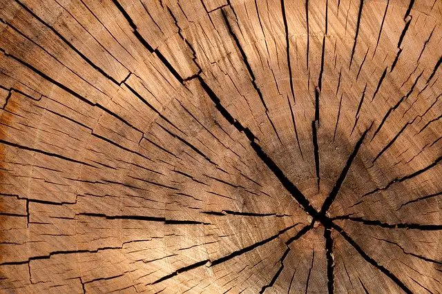 How To Stop Cracks in Wood from Spreading